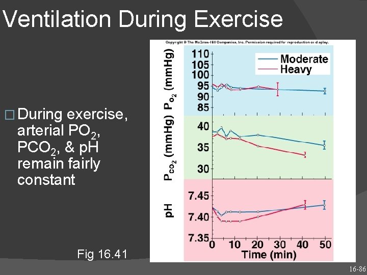 Ventilation During Exercise � During exercise, arterial PO 2, PCO 2, & p. H