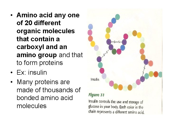  • Amino acid any one of 20 different organic molecules that contain a