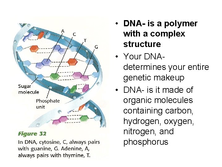  • DNA- is a polymer with a complex structure • Your DNAdetermines your