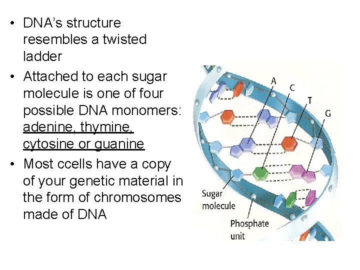  • DNA’s structure resembles a twisted ladder • Attached to each sugar molecule