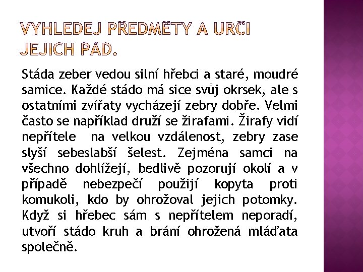 Stáda zeber vedou silní hřebci a staré, moudré samice. Každé stádo má sice svůj