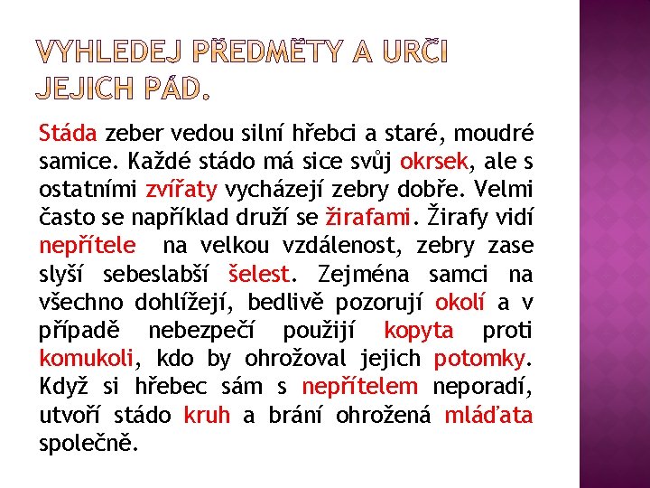 Stáda zeber vedou silní hřebci a staré, moudré samice. Každé stádo má sice svůj