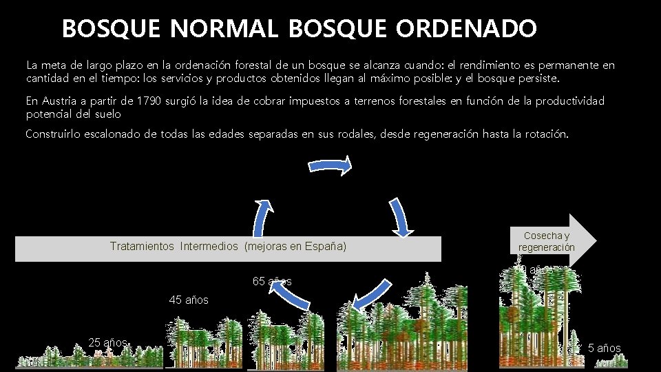 BOSQUE NORMAL BOSQUE ORDENADO La meta de largo plazo en la ordenación forestal de