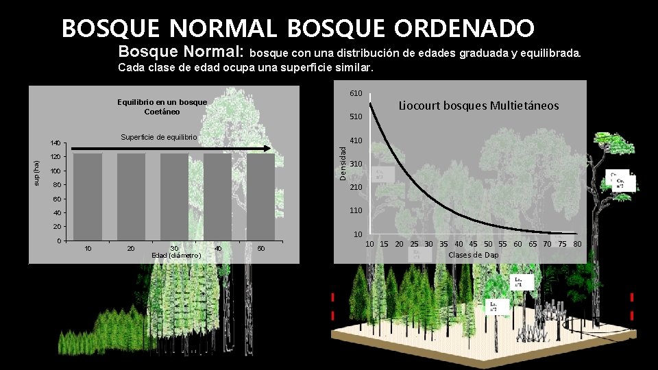 BOSQUE NORMAL BOSQUE ORDENADO Bosque Normal: bosque con una distribución de edades graduada y
