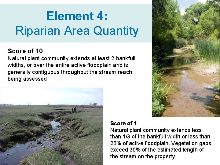 Element 4: Riparian Area Quantity Score of 10 Natural plant community extends at least
