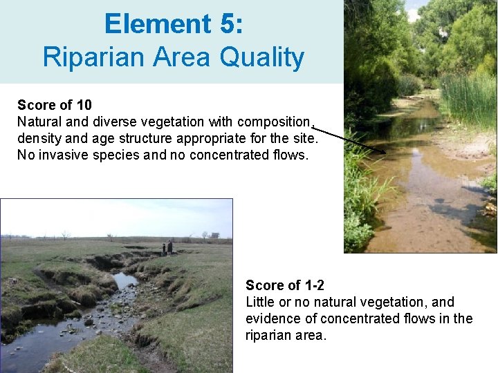 Element 5: Riparian Area Quality Score of 10 Natural and diverse vegetation with composition,