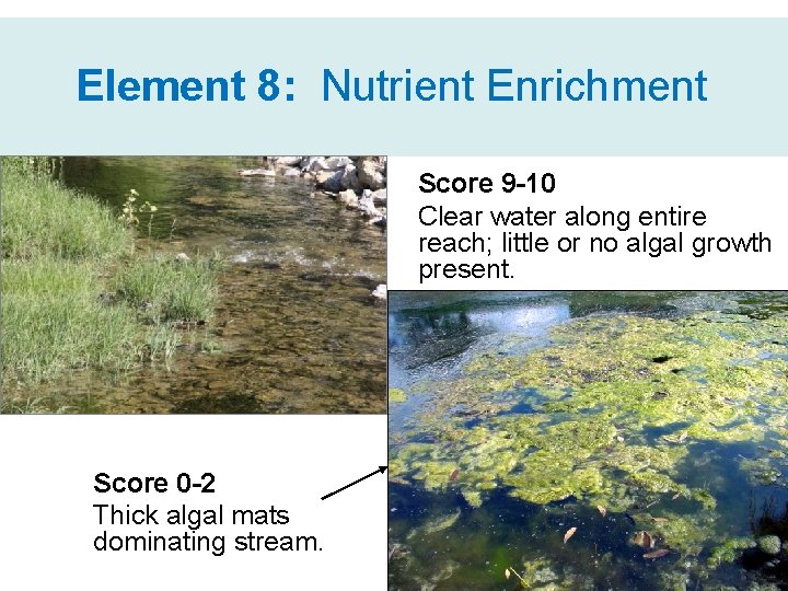 Element 8: Nutrient Enrichment Score 9 -10 Clear water along entire reach; little or
