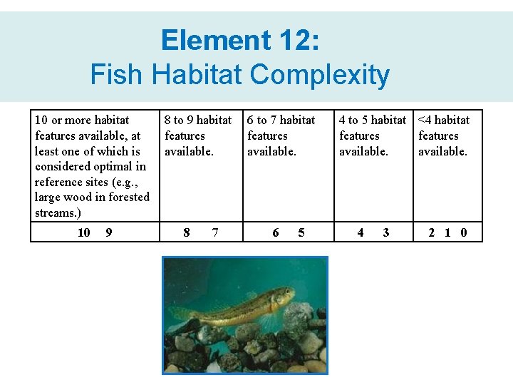 Element 12: Fish Habitat Complexity 10 or more habitat features available, at least one