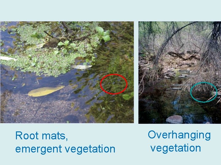 Root mats, emergent vegetation Overhanging vegetation 