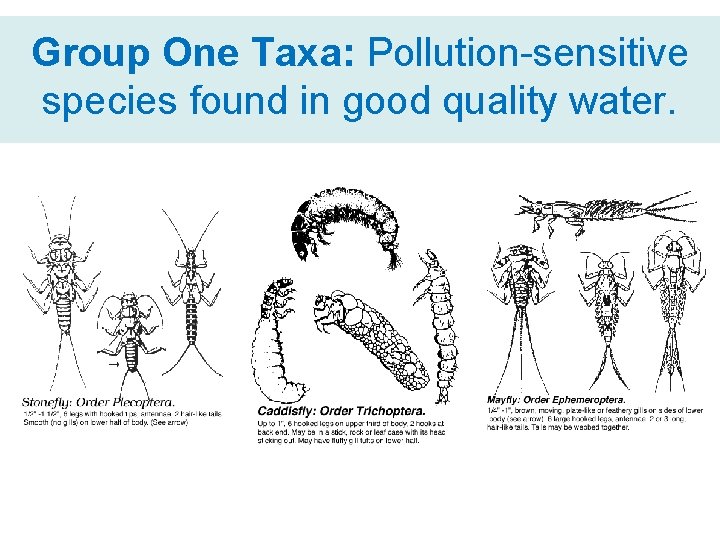 Group One Taxa: Pollution-sensitive species found in good quality water. 