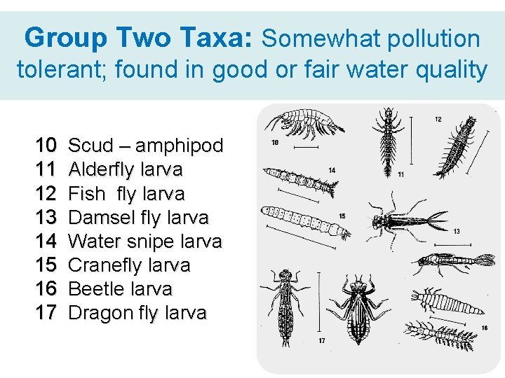 Group Two Taxa: Somewhat pollution tolerant; found in good or fair water quality 10