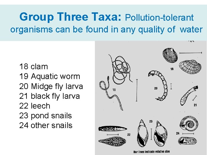 Group Three Taxa: Pollution-tolerant organisms can be found in any quality of water 18