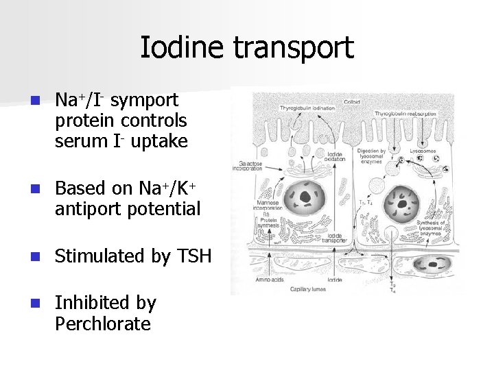 Iodine transport n Na+/I- symport protein controls serum I- uptake n Based on Na+/K+