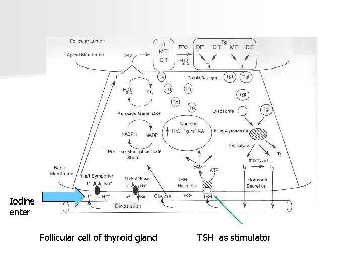 Iodine enter Follicular cell of thyroid gland TSH as stimulator 