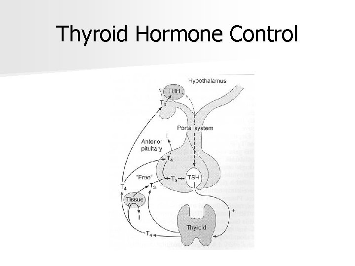Thyroid Hormone Control 