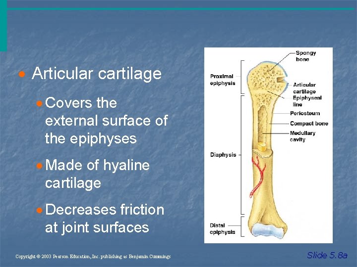· Articular cartilage · Covers the external surface of the epiphyses · Made of