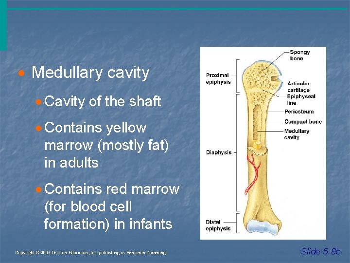 · Medullary cavity · Cavity of the shaft · Contains yellow marrow (mostly fat)