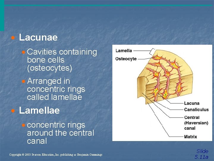 · Lacunae · Cavities containing bone cells (osteocytes) · Arranged in concentric rings called