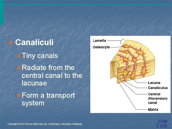 · Canaliculi · Tiny canals · Radiate from the central canal to the lacunae