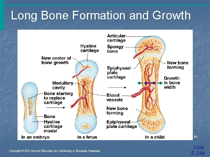Long Bone Formation and Growth Figure 5. 4 a Copyright © 2003 Pearson Education,