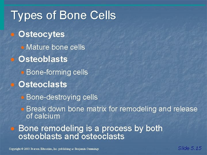 Types of Bone Cells · Osteocytes · Mature bone cells · Osteoblasts · Bone-forming