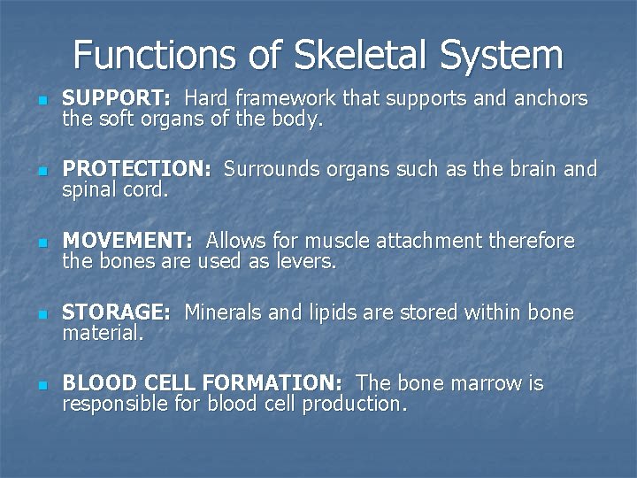 Functions of Skeletal System n SUPPORT: Hard framework that supports and anchors the soft