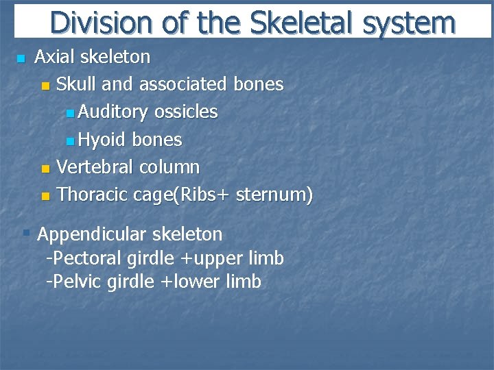 Division of the Skeletal system n Axial skeleton n Skull and associated bones n