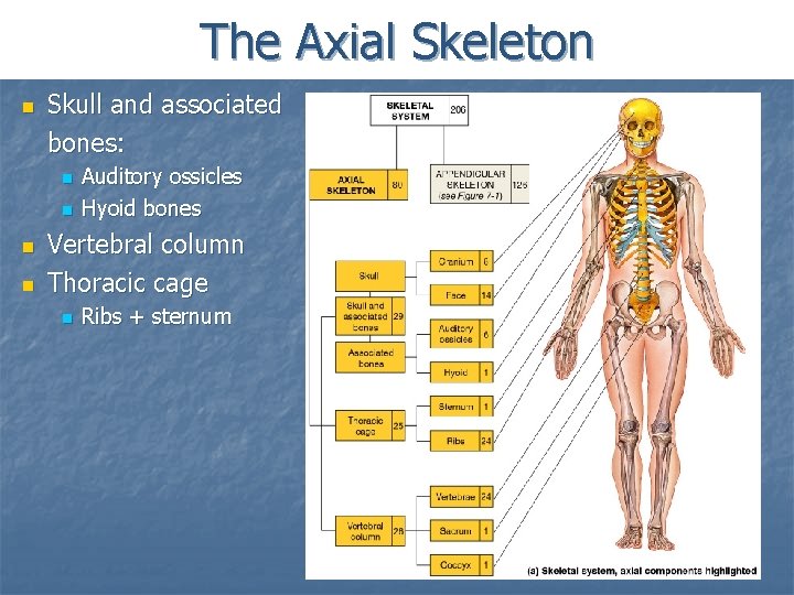 The Axial Skeleton n Skull and associated bones: n n Auditory ossicles Hyoid bones