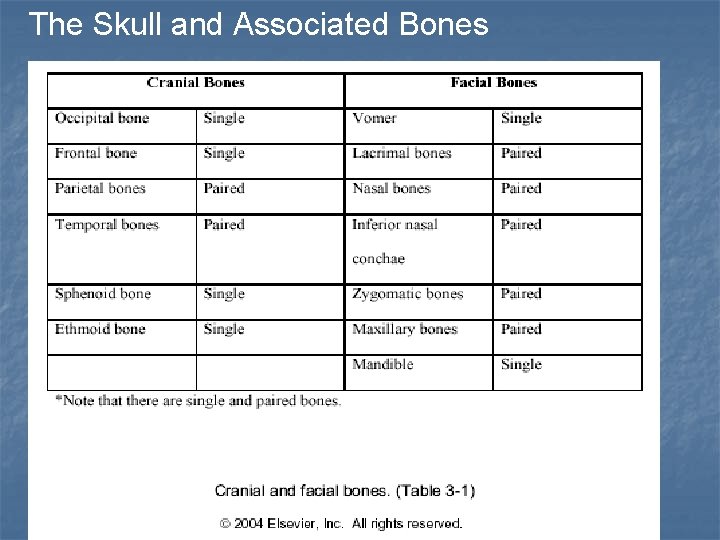 The Skull and Associated Bones 