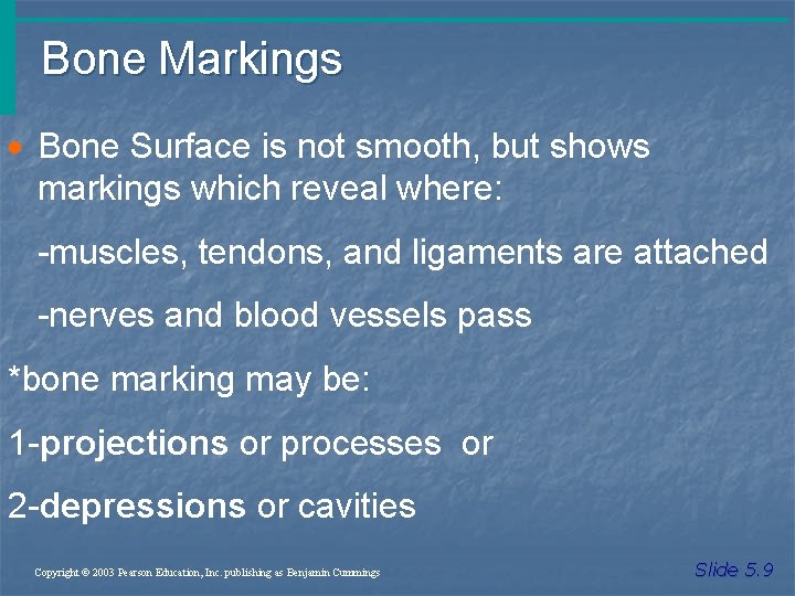 Bone Markings · Bone Surface is not smooth, but shows markings which reveal where: