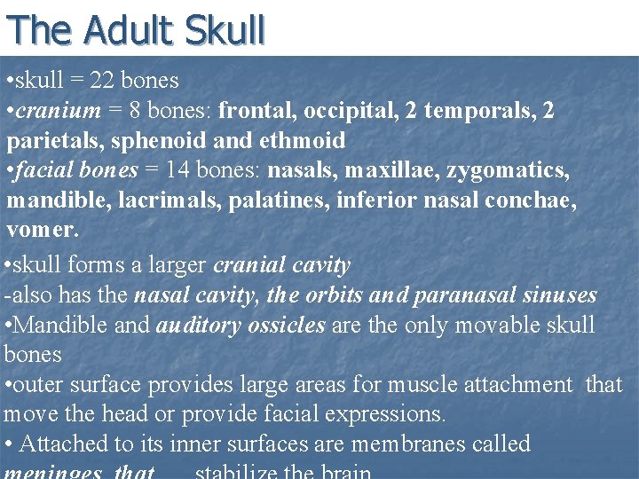 The Adult Skull • skull = 22 bones • cranium = 8 bones: frontal,