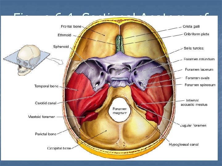 Figure 6. 4 Sectional Anatomy of the Skull, Part I 
