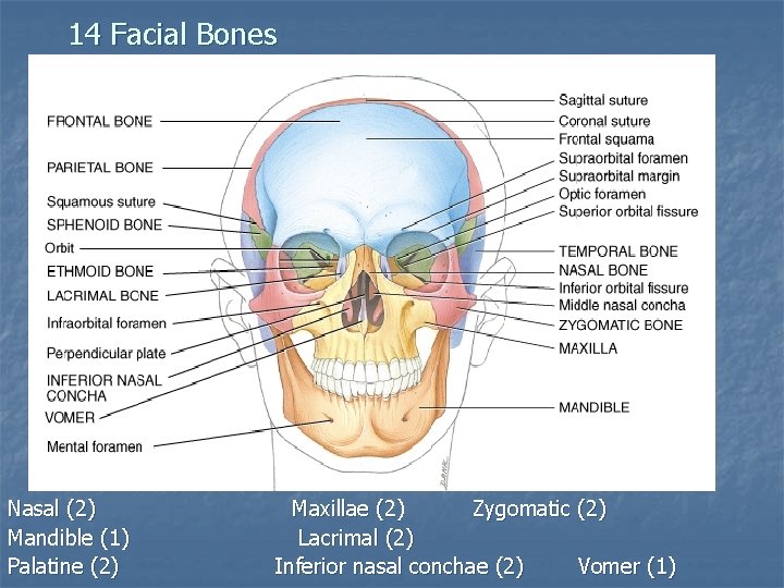 14 Facial Bones Nasal (2) Mandible (1) Palatine (2) Maxillae (2) Zygomatic (2) Lacrimal