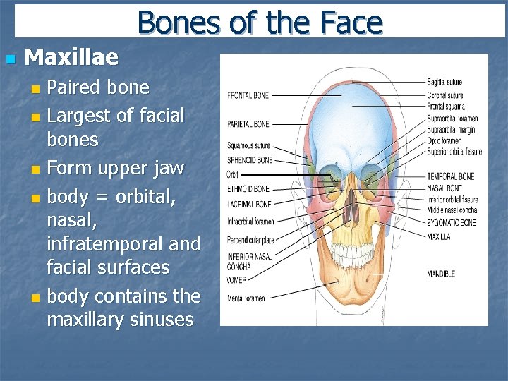 Bones of the Face n Maxillae Paired bone n Largest of facial bones n