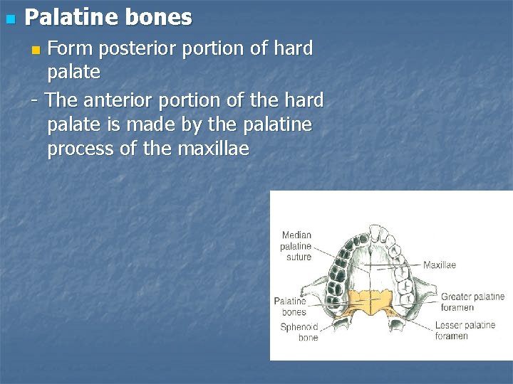 n Palatine bones Form posterior portion of hard palate - The anterior portion of
