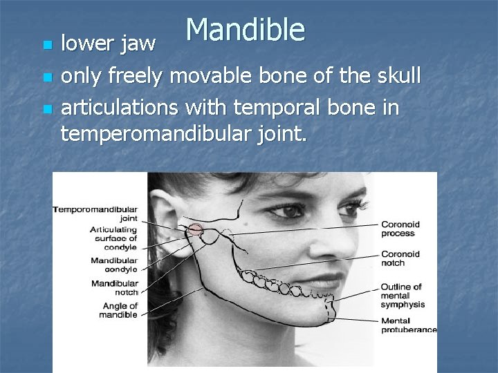 n n n Mandible lower jaw only freely movable bone of the skull articulations