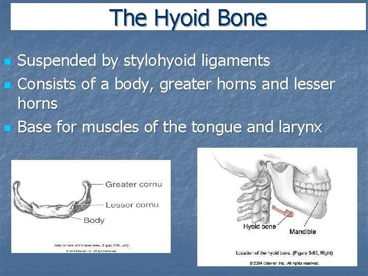 The Hyoid Bone n n n Suspended by stylohyoid ligaments Consists of a body,