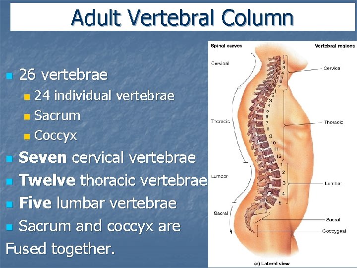 Adult Vertebral Column n 26 vertebrae 24 individual vertebrae n Sacrum n Coccyx n