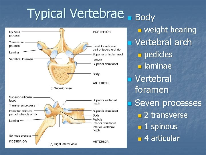 Typical Vertebrae n Body n n weight bearing Vertebral arch pedicles n laminae n