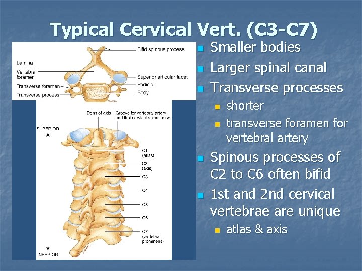 Typical Cervical Vert. (C 3 -C 7) n n n Smaller bodies Larger spinal