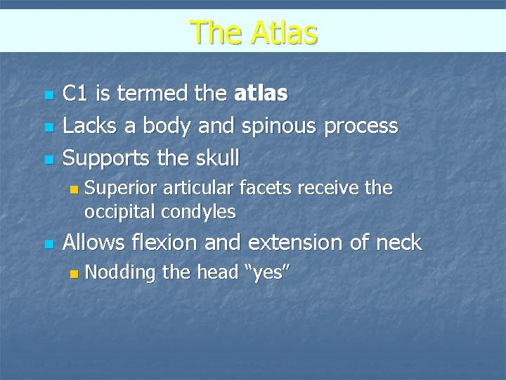 The Atlas n n n C 1 is termed the atlas Lacks a body