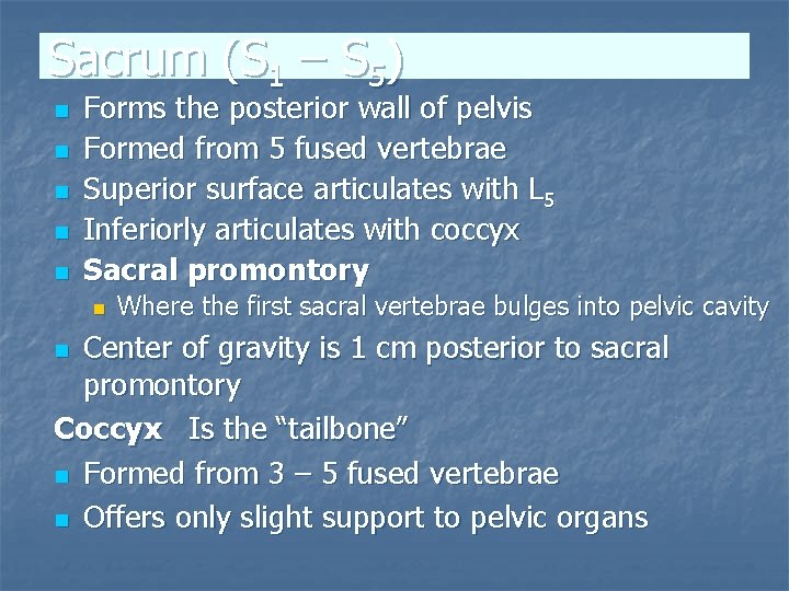 Sacrum (S 1 – S 5) n n n Forms the posterior wall of