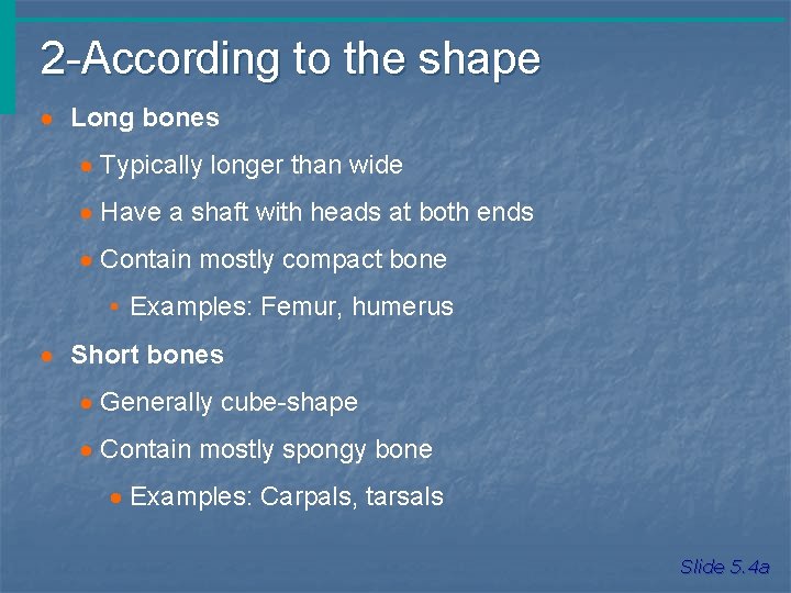 2 -According to the shape · Long bones · Typically longer than wide ·