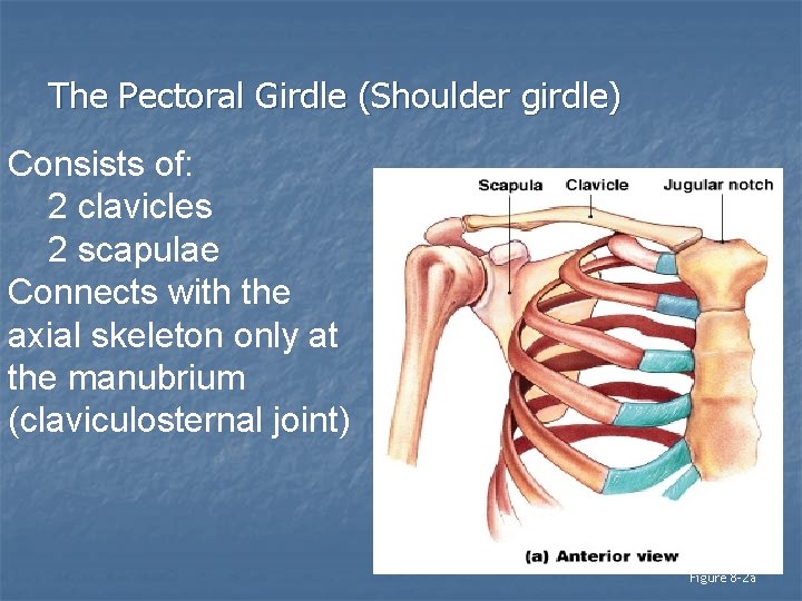 The Pectoral Girdle (Shoulder girdle) Consists of: 2 clavicles 2 scapulae Connects with the