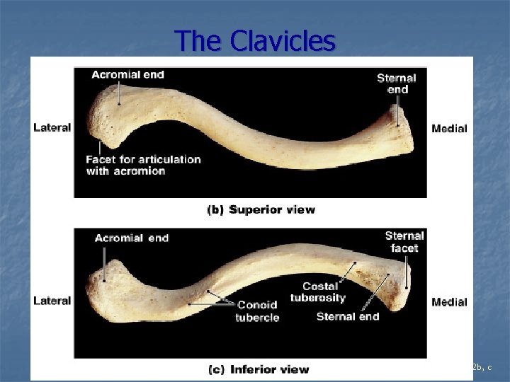 The Clavicles Figure 8– 2 b, c 