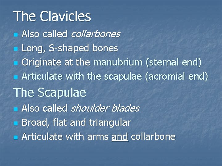 The Clavicles n n Also called collarbones Long, S-shaped bones Originate at the manubrium