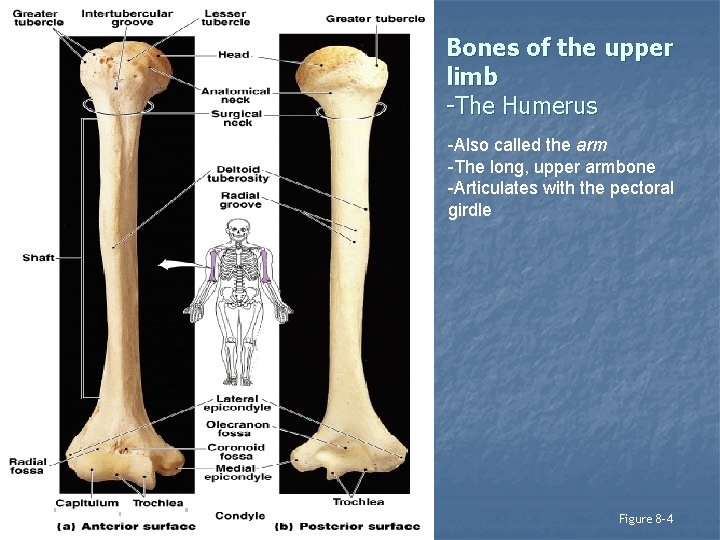 Bones of the upper limb -The Humerus -Also called the arm -The long, upper