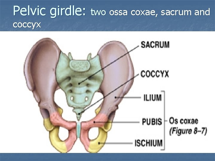 Pelvic girdle: two ossa coxae, sacrum and coccyx 