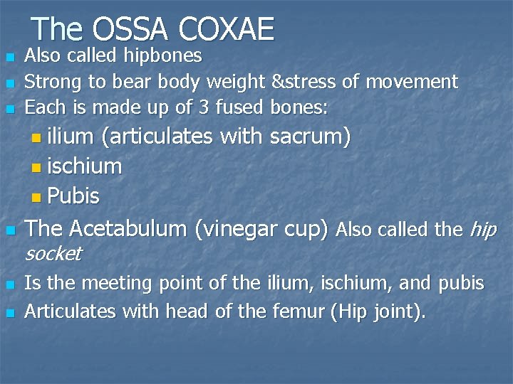 The OSSA COXAE n n n Also called hipbones Strong to bear body weight
