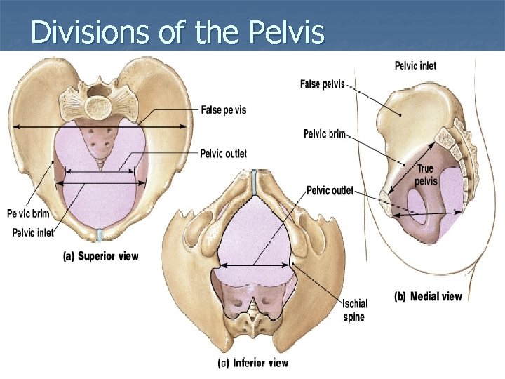 Divisions of the Pelvis Figure 8– 9 